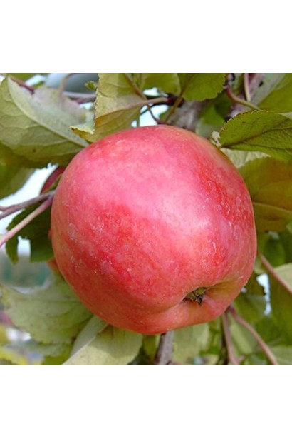 Malus domestica Piros